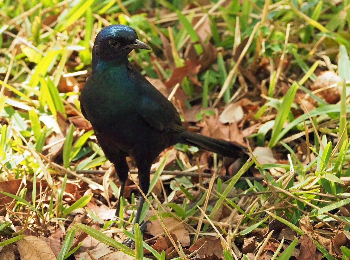 Большой спрео - ML645726053