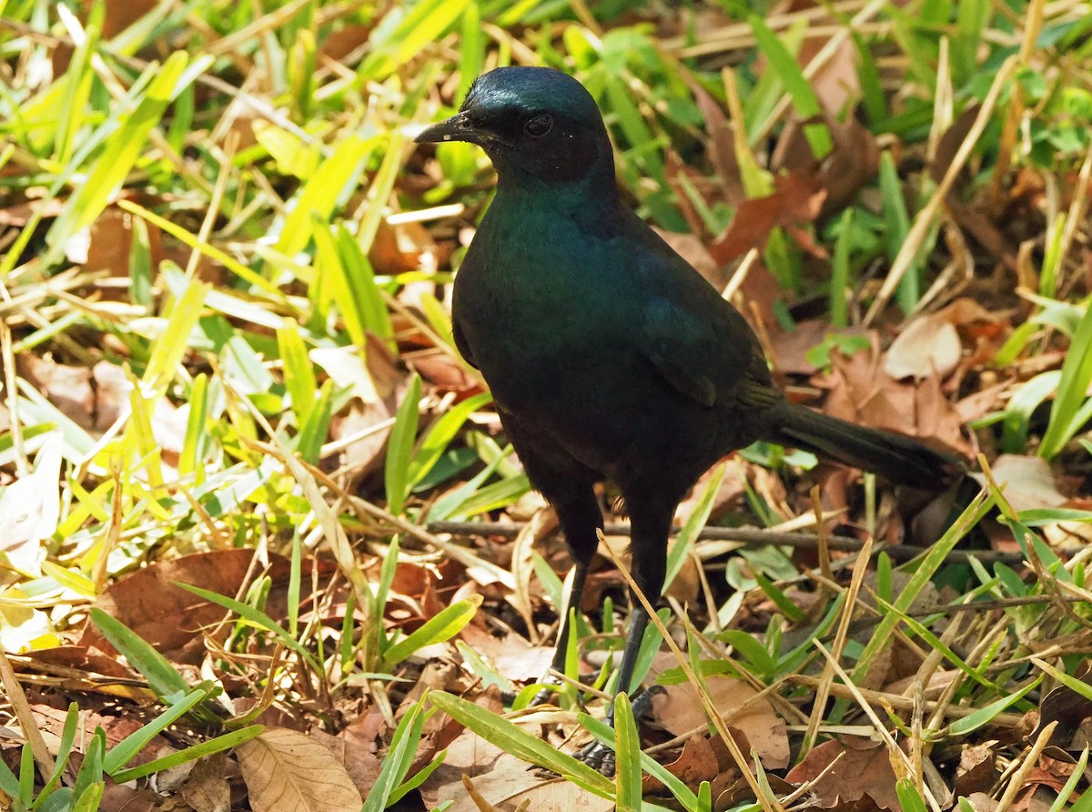 Большой спрео - ML645726054