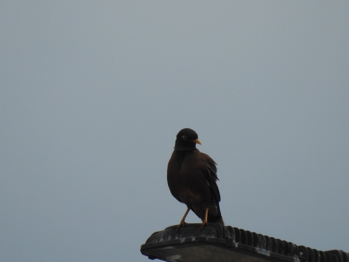 Майна - ML645726055