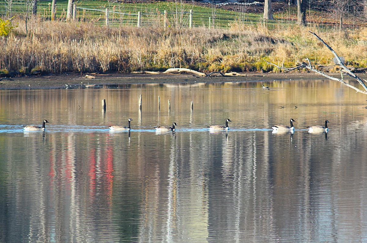 Канадская казарка - ML645726056