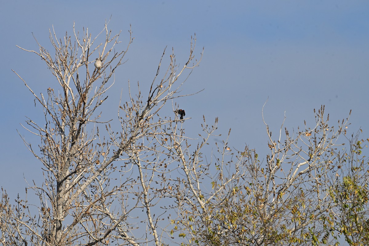 Красноплечий трупиал [группа phoeniceus] - ML645726057