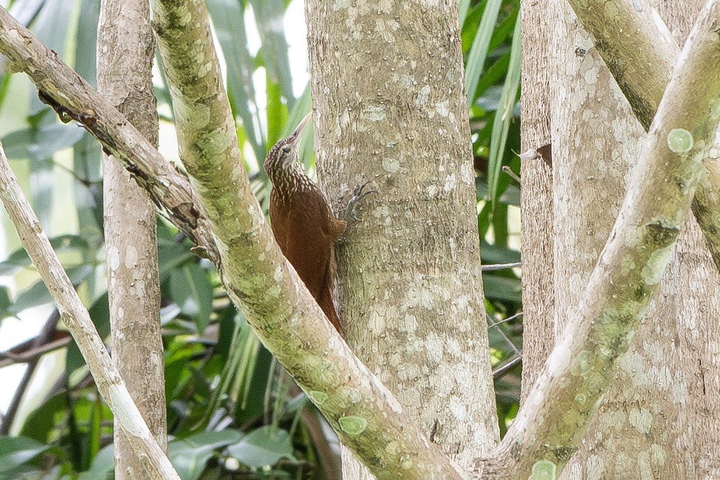 Прямоклювый древолаз - ML645726058