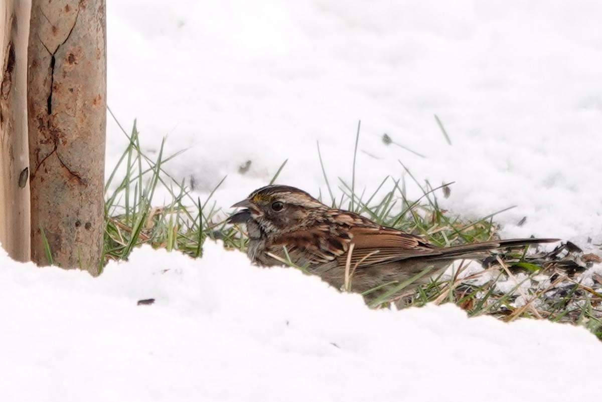 Белогорлая зонотрихия - ML645726059