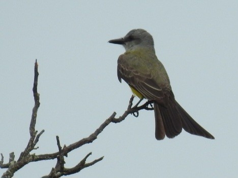 Королевский тиранн - ML645726060