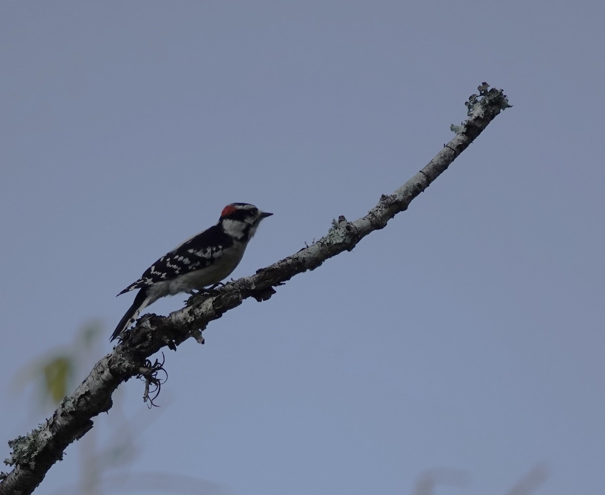 Пушистый дятел - ML645726061