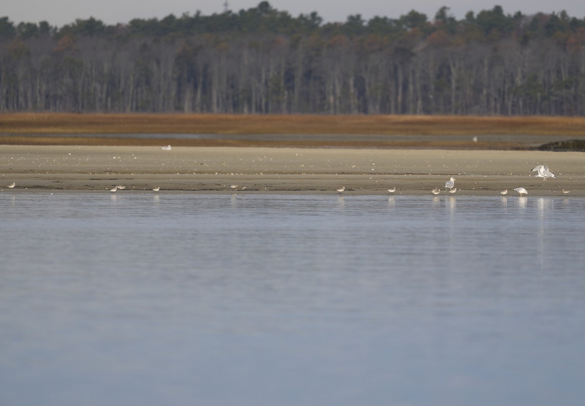 Txirri grisa - ML645726062