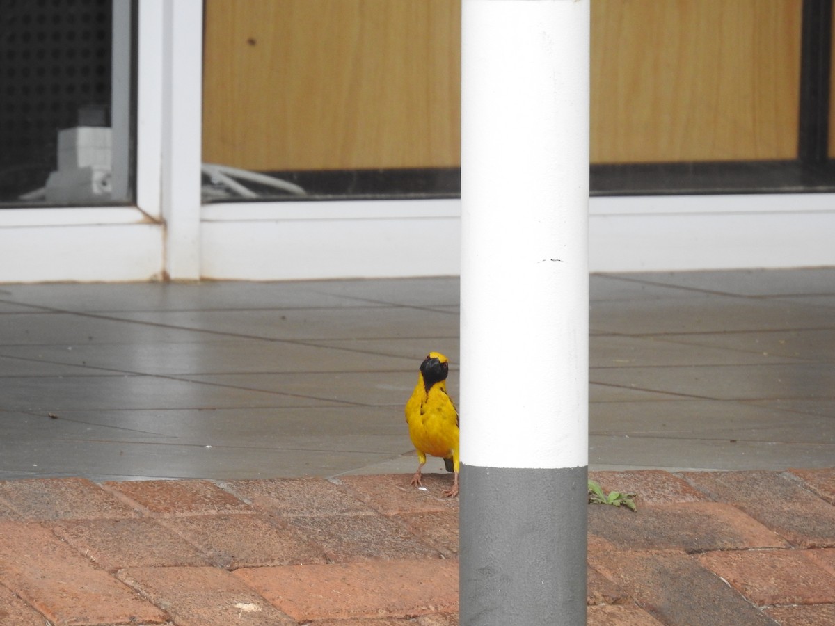 Деревенский ткач - ML645726063