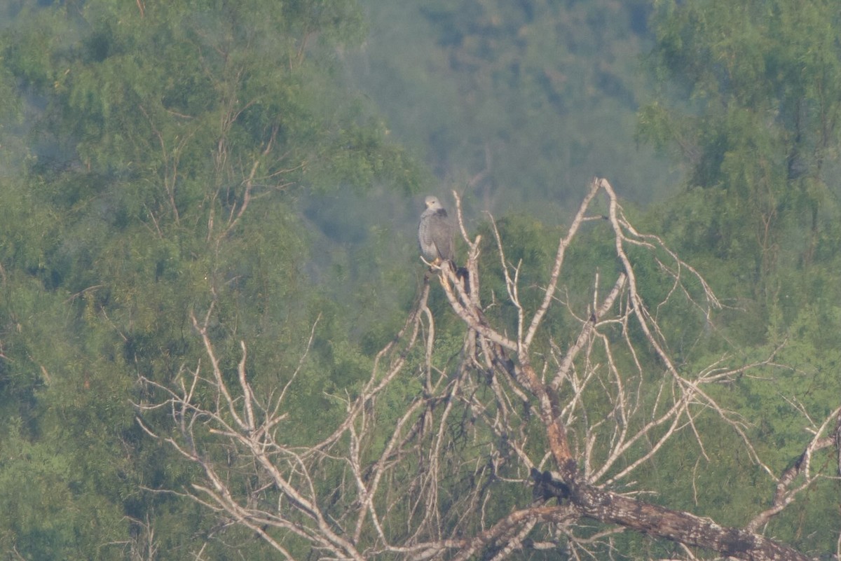 Серый канюк - ML645726064