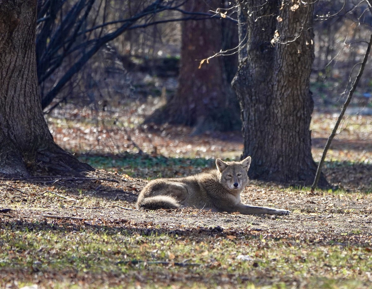 Coyote - ML645726066