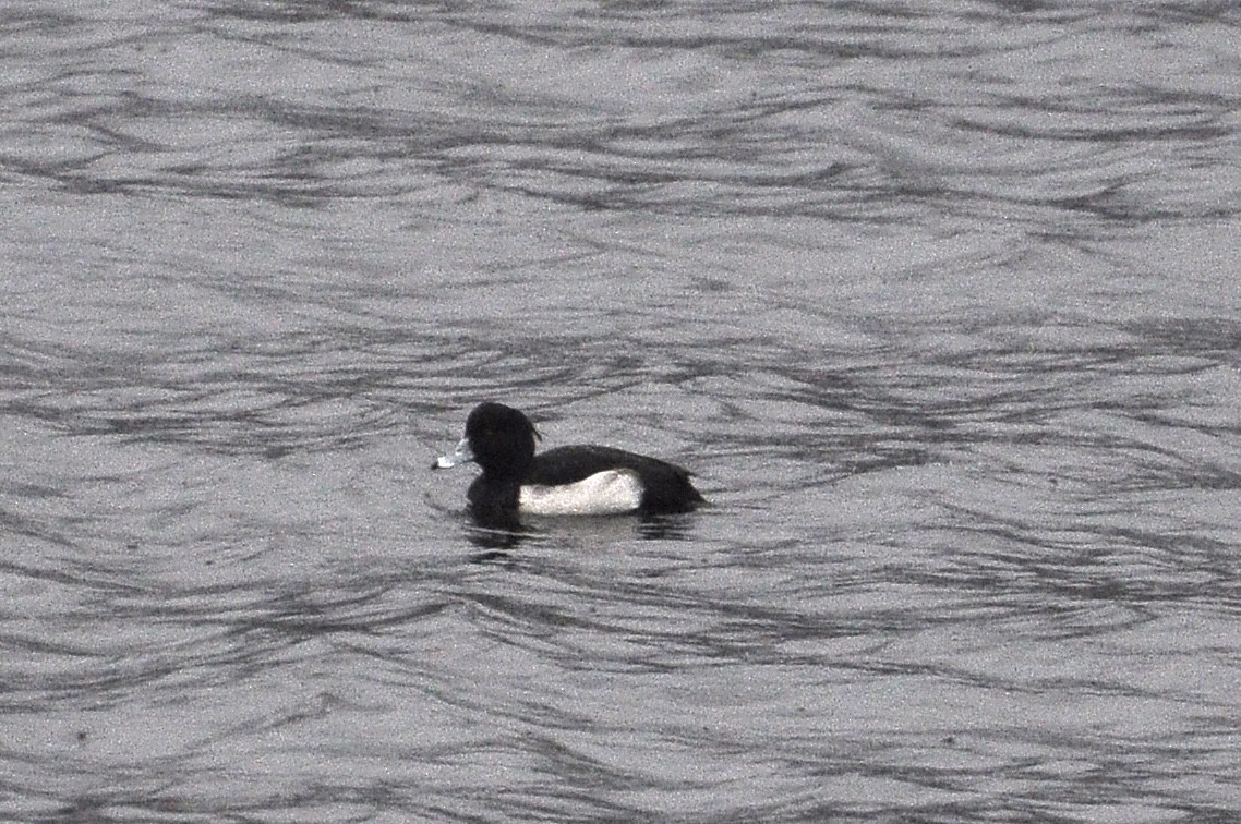 Хохлатая чернеть - ML645726067