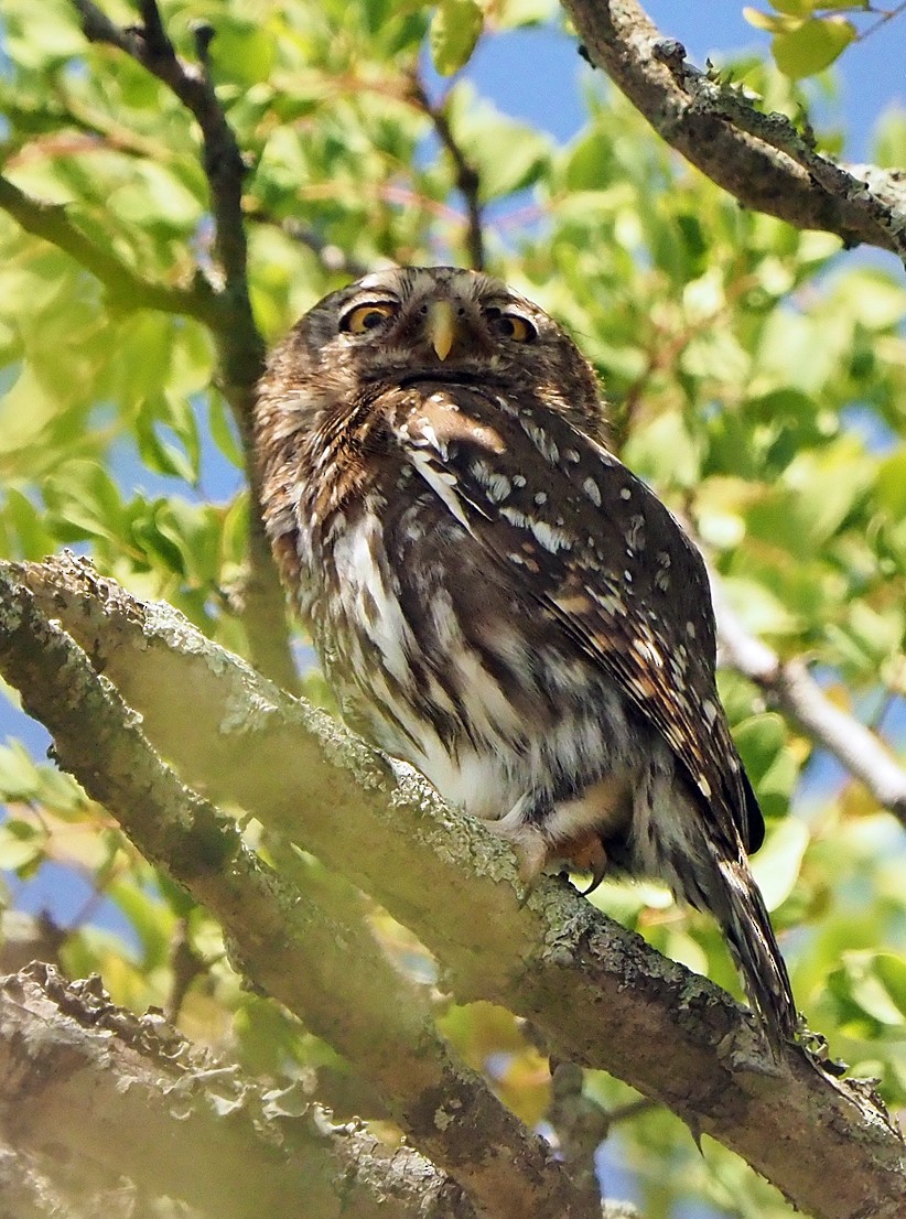 Жемчужный сычик - ML645726068