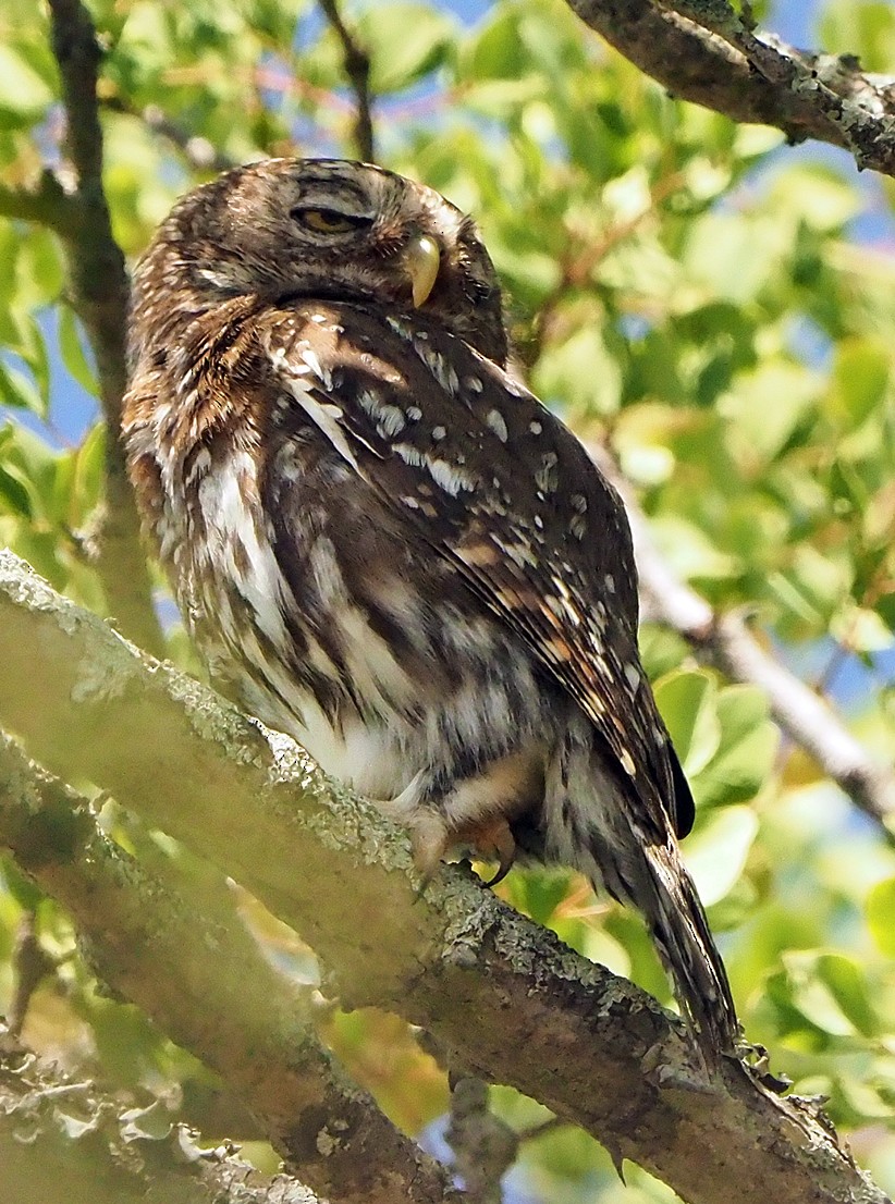 Жемчужный сычик - ML645726069