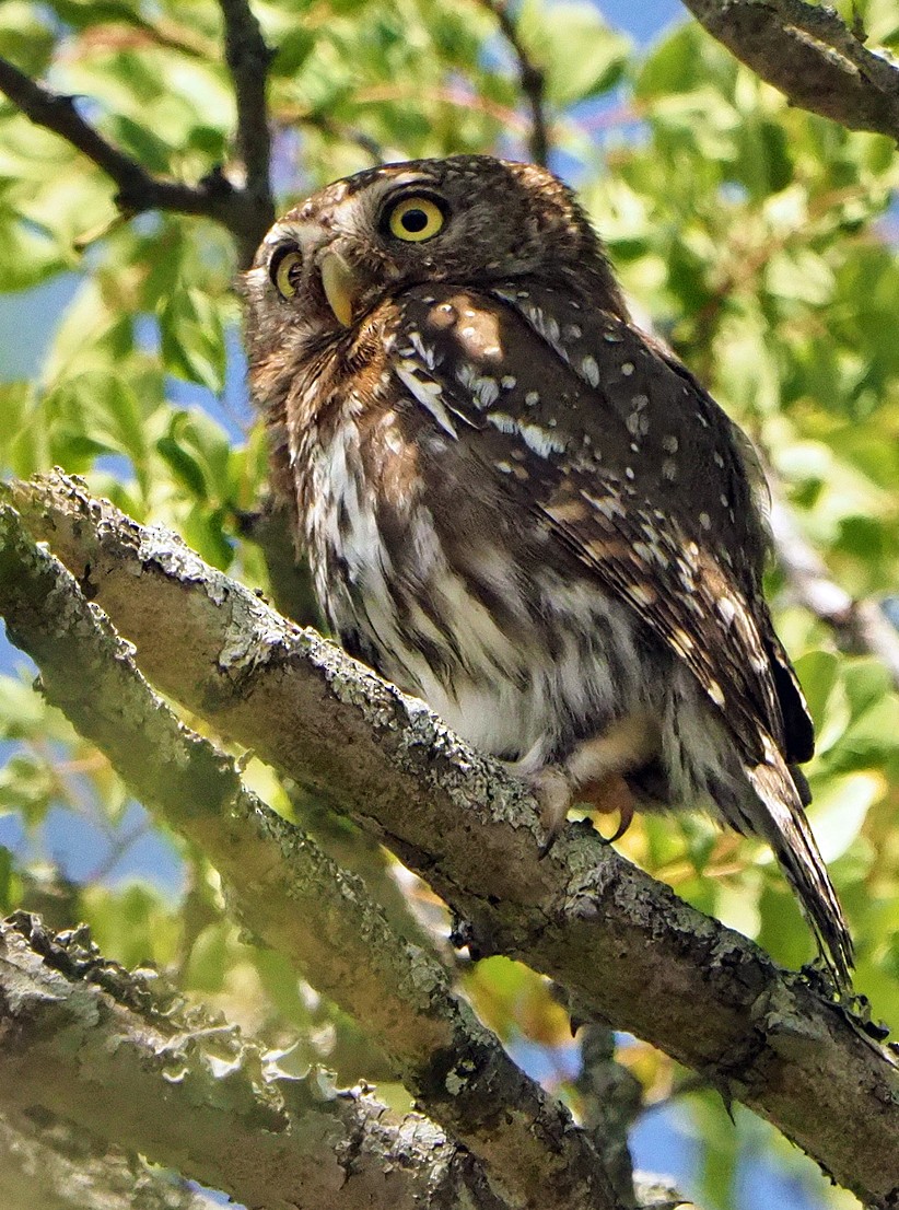 Жемчужный сычик - ML645726070