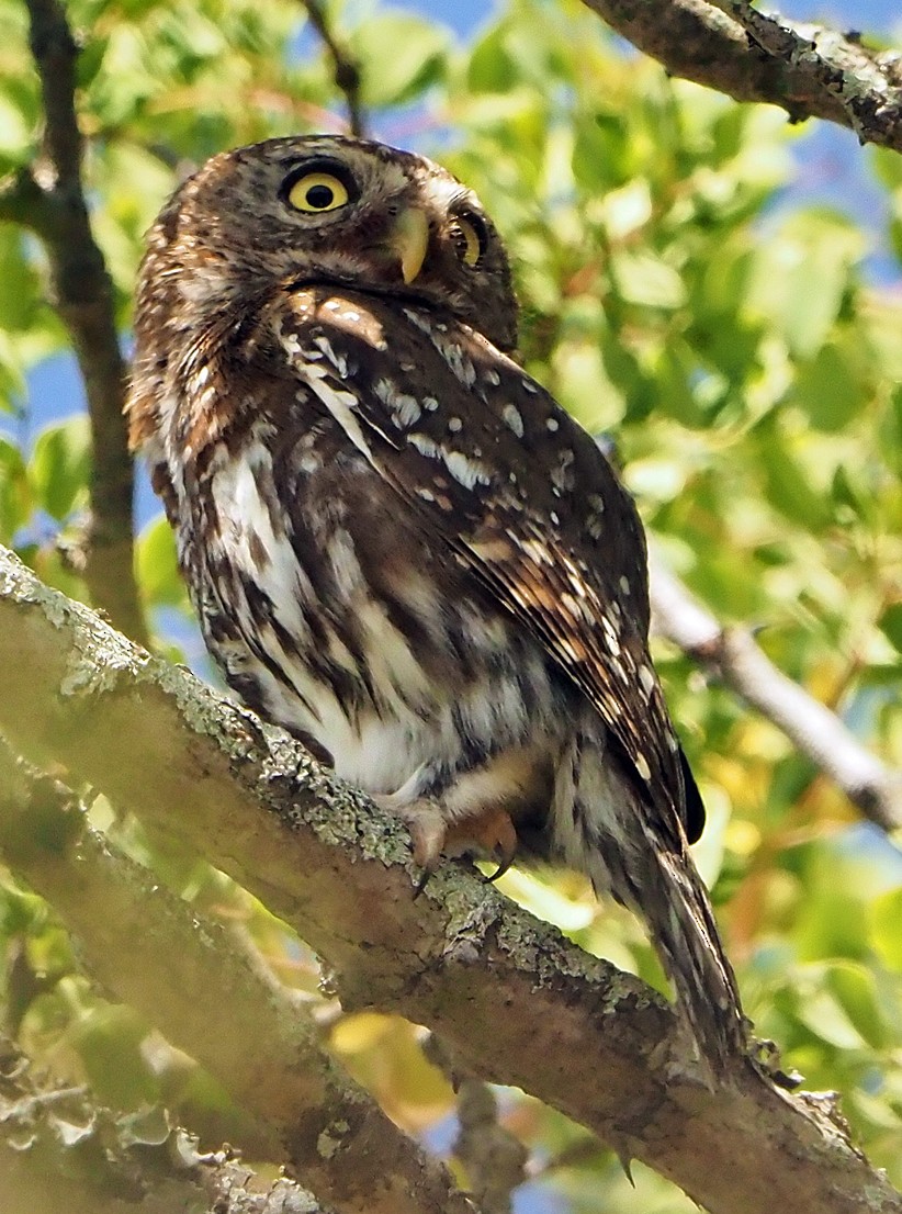 Жемчужный сычик - ML645726072