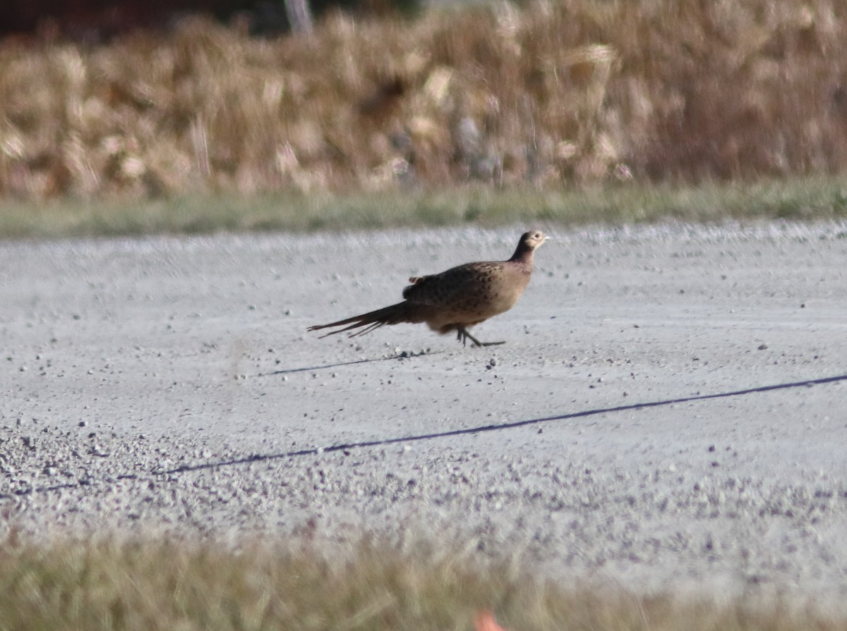 Ring-necked Pheasant - ML645726075