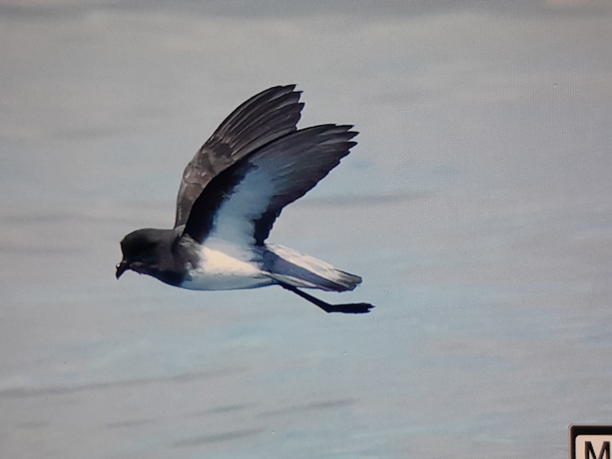 Сероспинная океанида - ML645726076