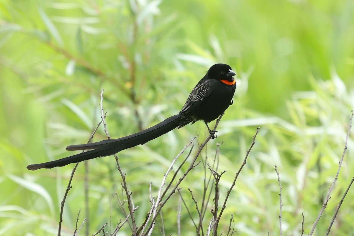 Red-collared Widowbird - ML645726079