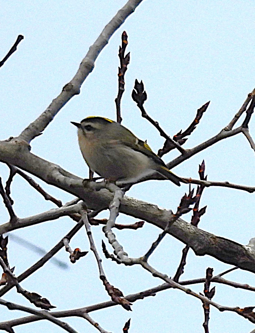 Золотоголовый королёк - ML645726080