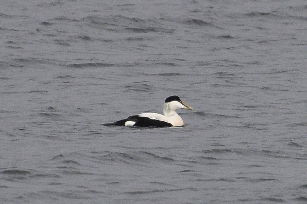 Гага - ML645726081