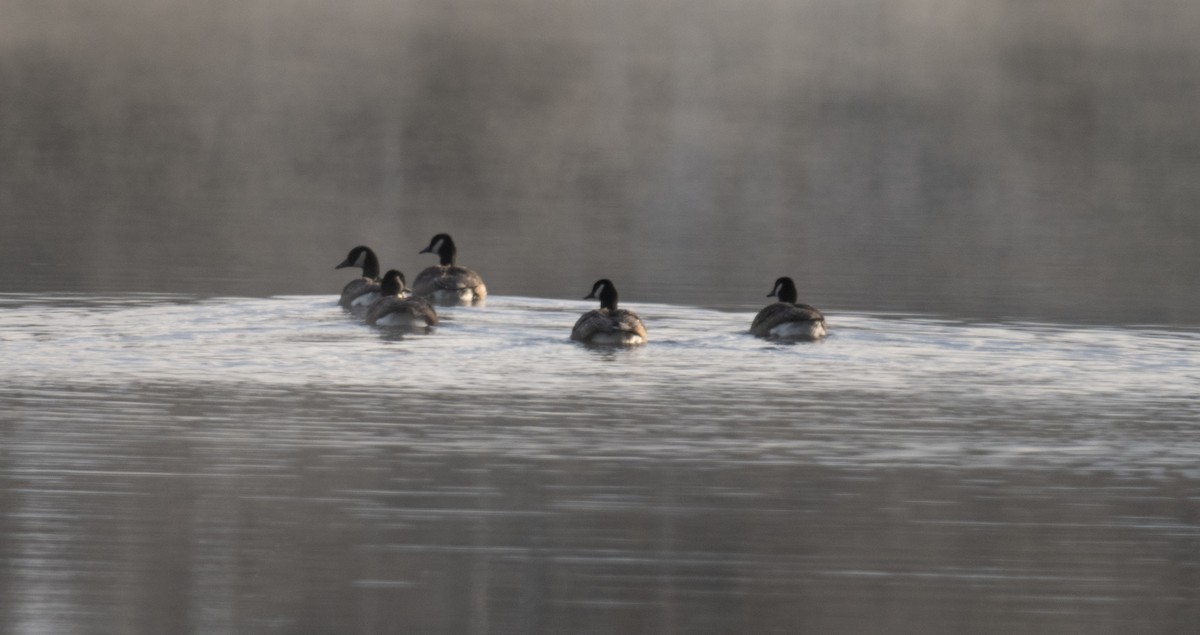 Канадская казарка - ML645726083