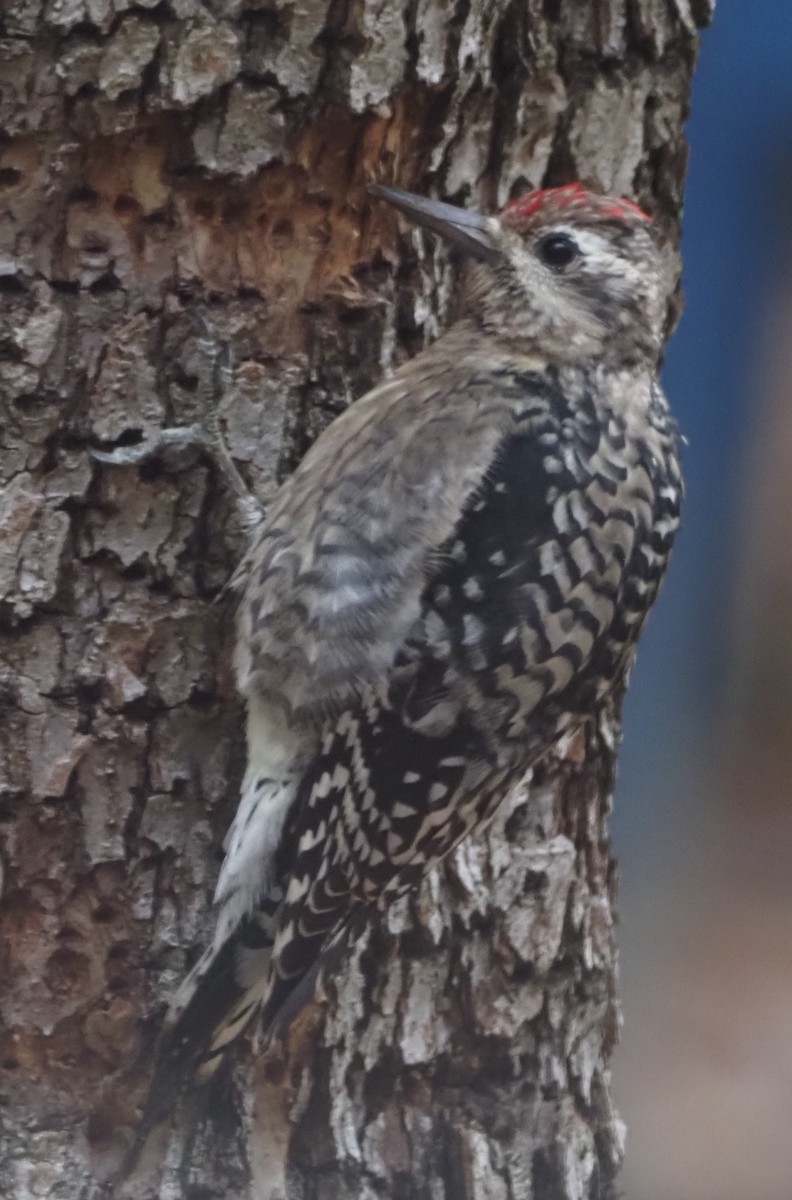 Желтобрюхий дятел-сокоед - ML645726084