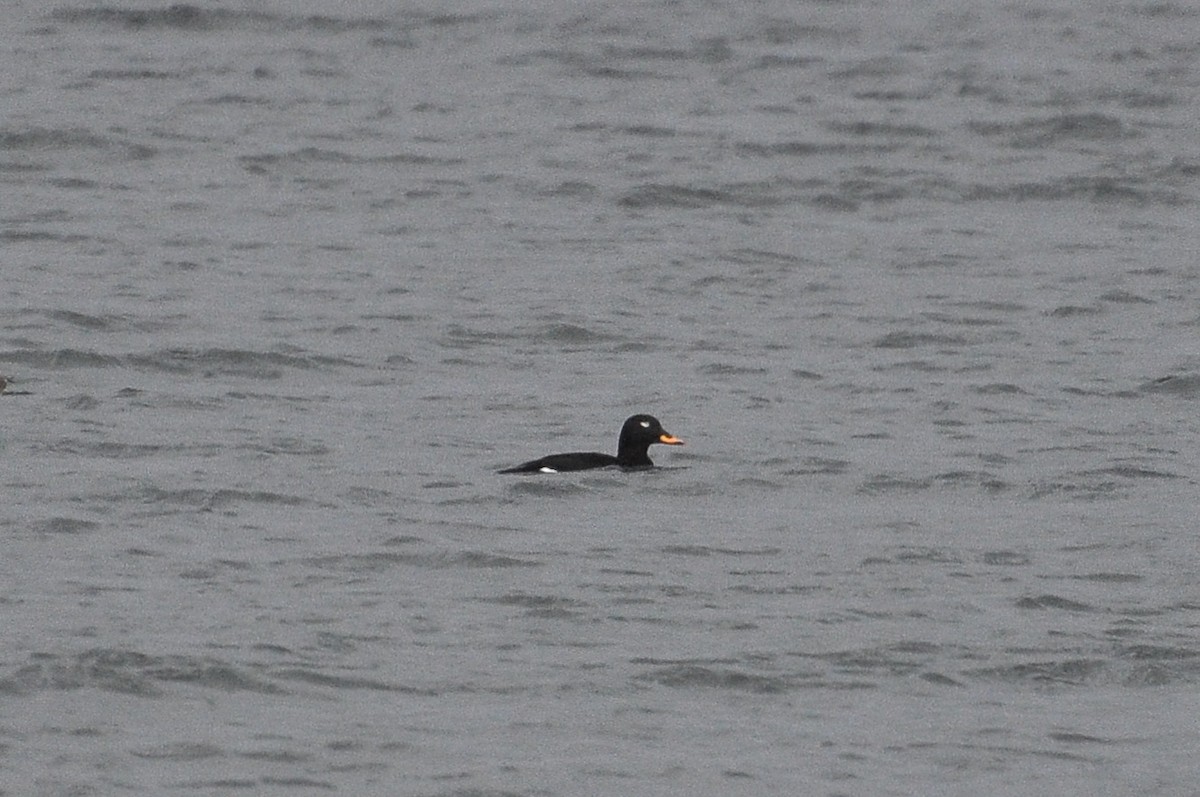 Турпан - ML645726085