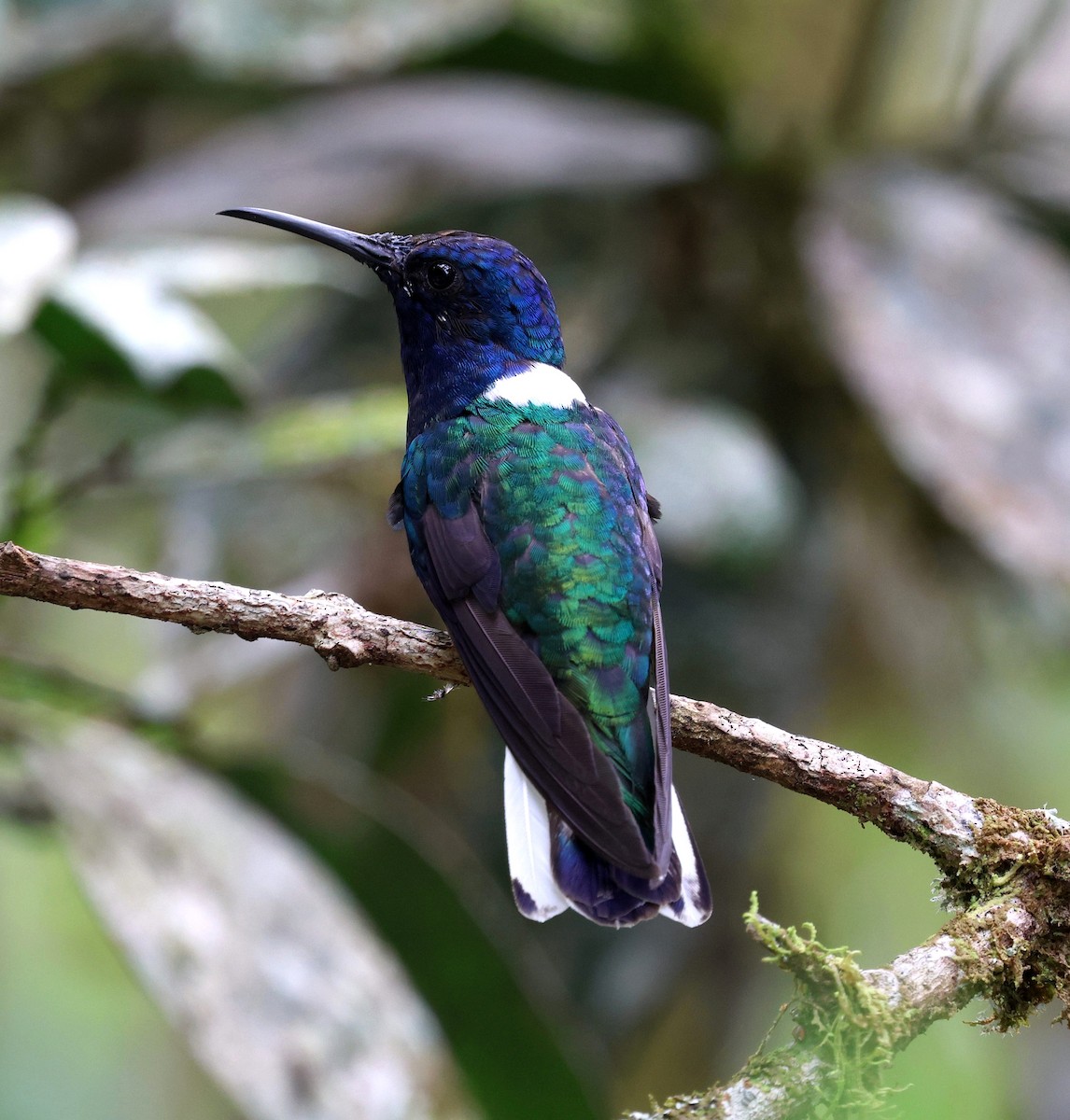 Ошейниковый якобин - ML645726086