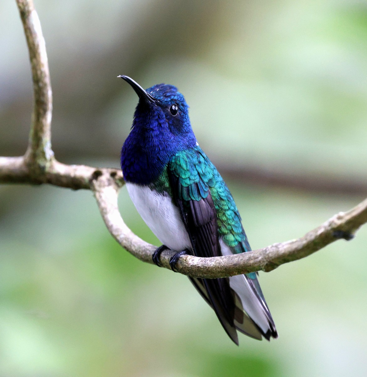 Ошейниковый якобин - ML645726087