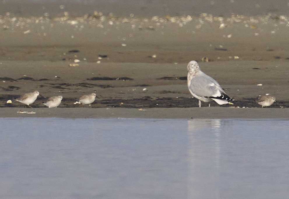 Txirri lodia - ML645726090