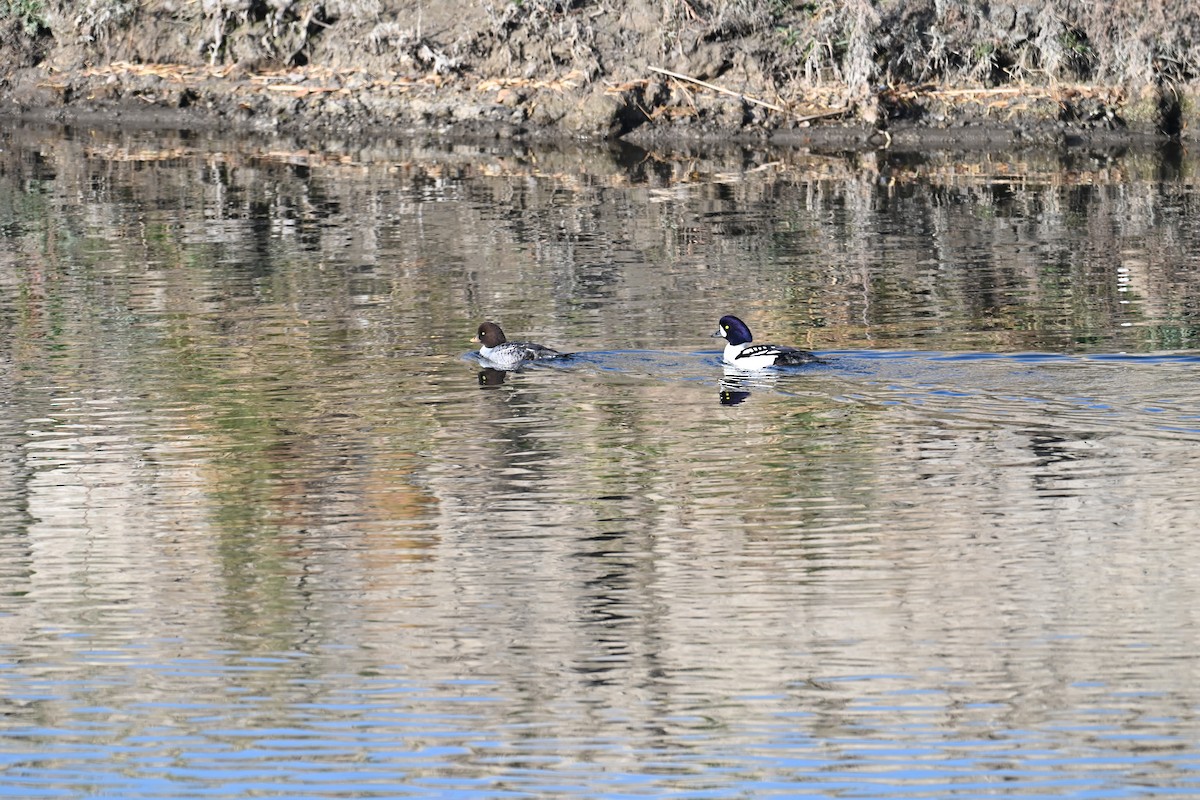 キタホオジロガモ - ML645726091