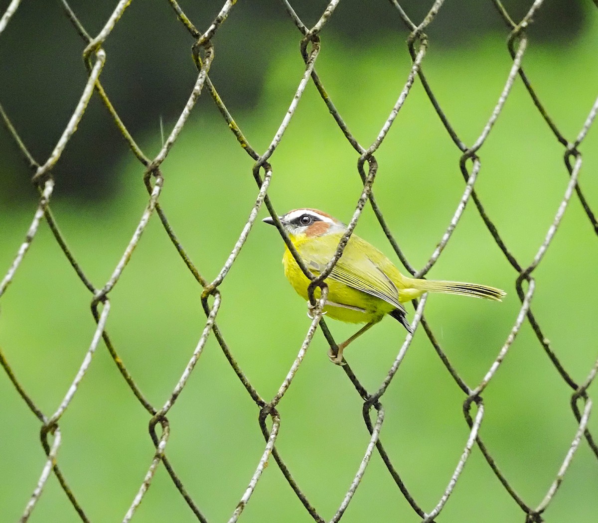 Chestnut-capped Warbler - ML645726109