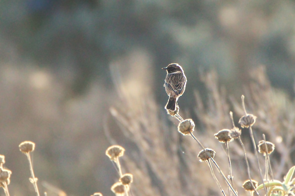 Трав'янка чорноголова - ML645726112