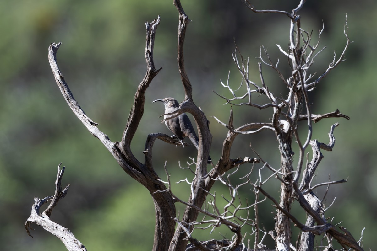 Crissal Thrasher - ML645726114