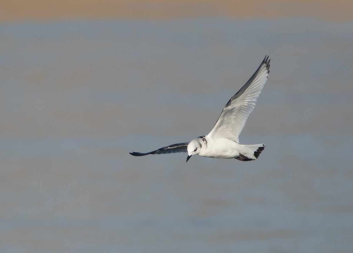 racek tříprstý - ML645726123