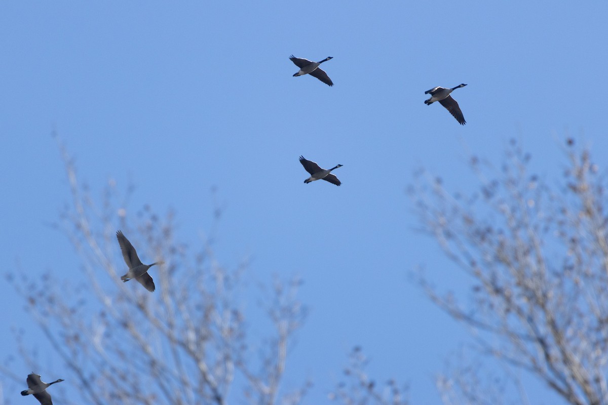 カナダガン - ML645726125