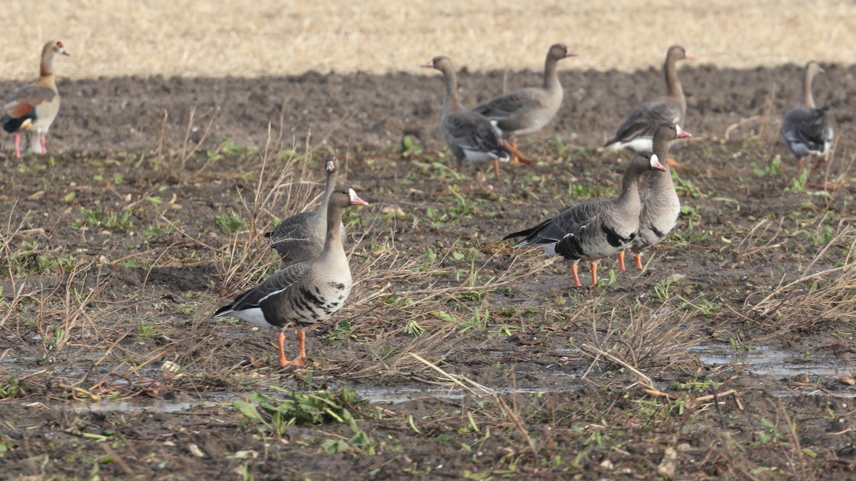 Greater White-fronted Goose - ML645726129