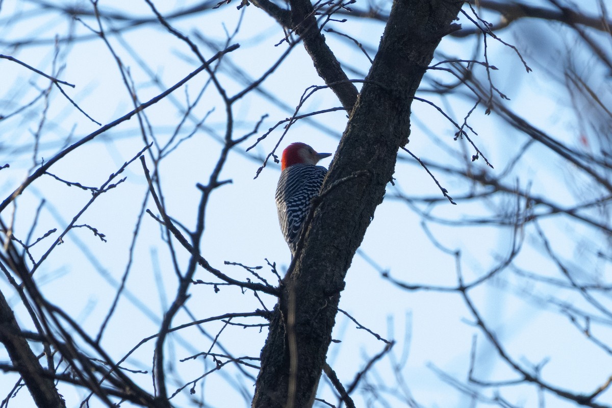 シマセゲラ - ML645726132