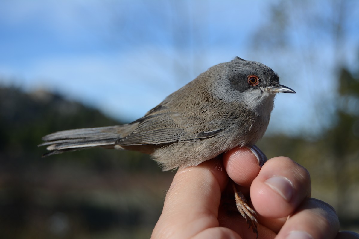 Sardinian Warbler - ML645726137