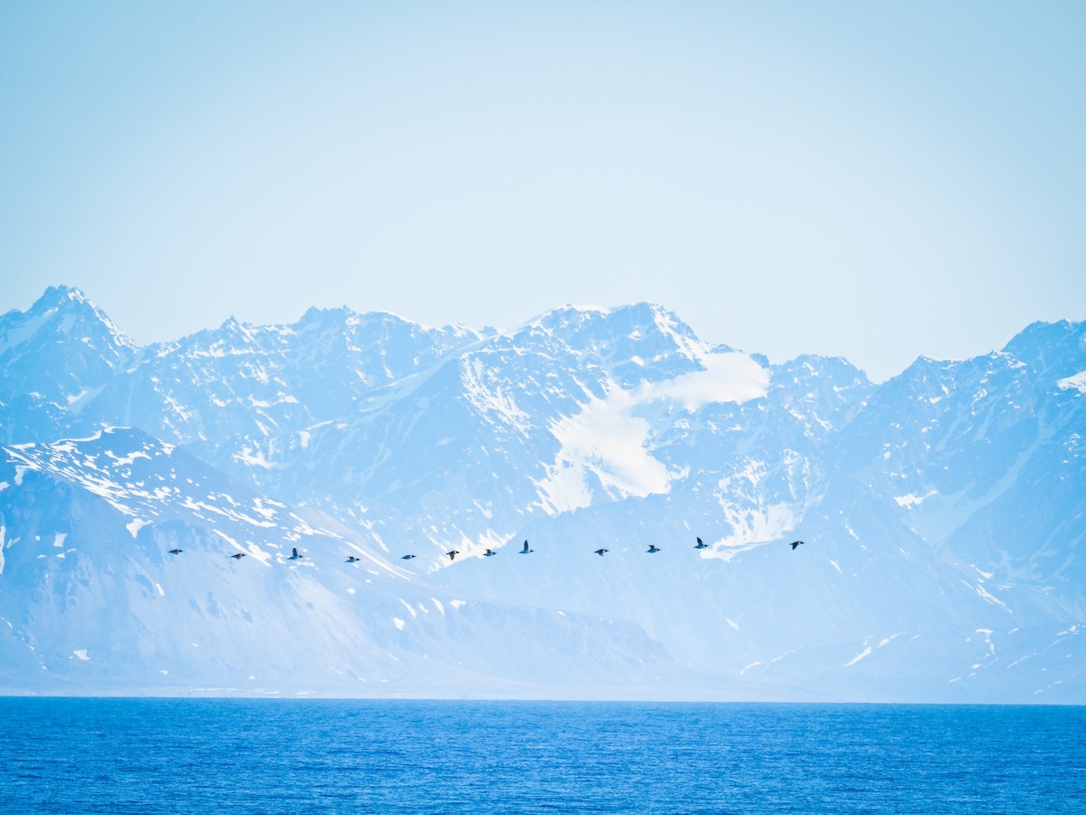 Толстоклювая кайра - ML645726144