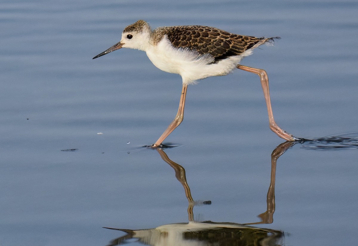 Cavaliere d'Italia - ML645726146