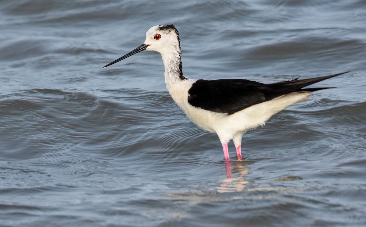 Cavaliere d'Italia - ML645726147