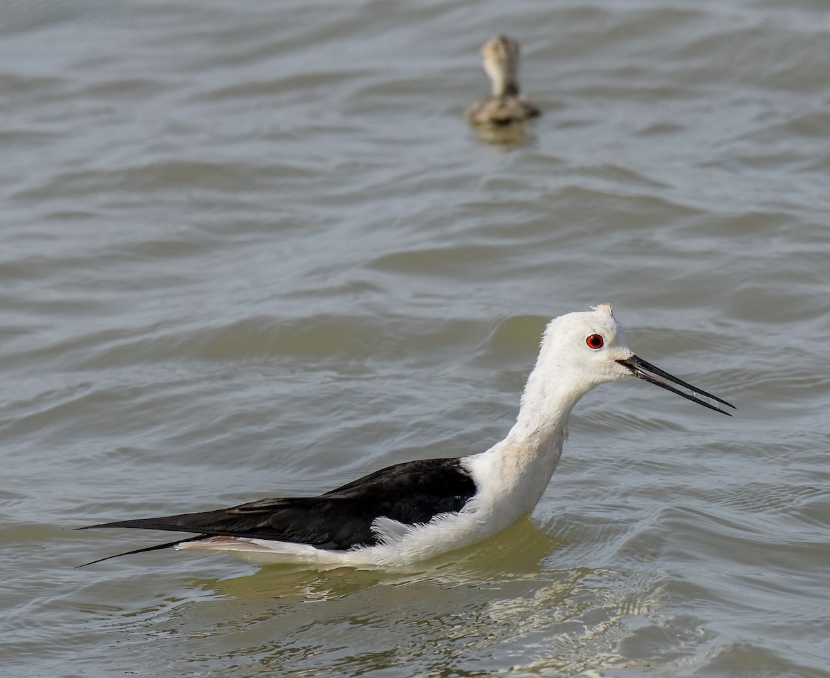 Cavaliere d'Italia - ML645726148