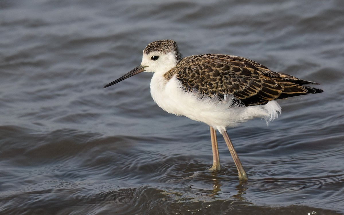 Cavaliere d'Italia - ML645726149