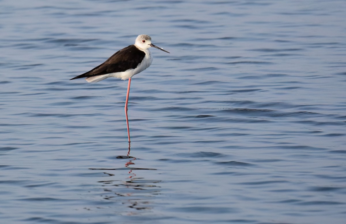 Cavaliere d'Italia - ML645726178