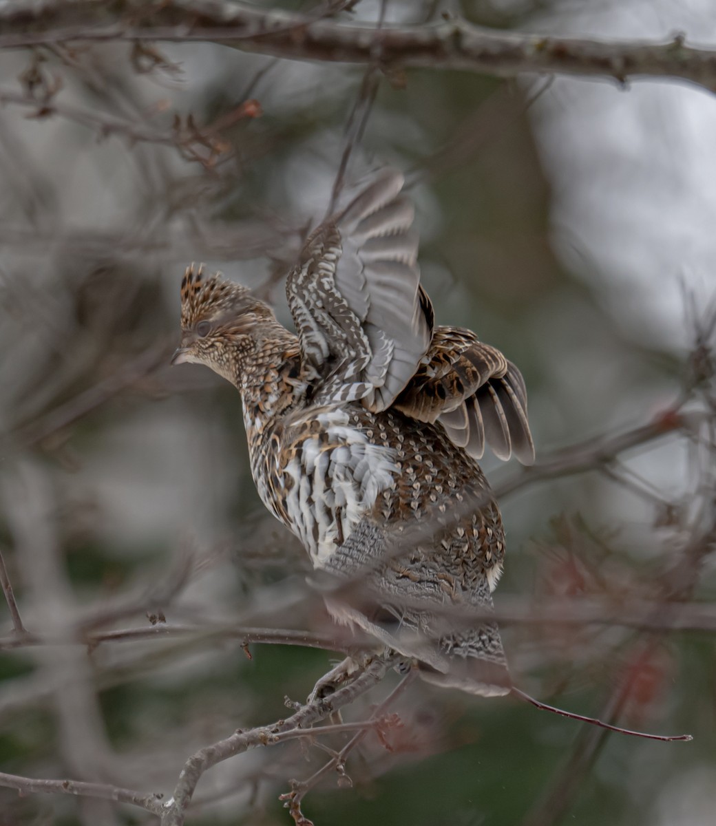 jeřábek kanadský - ML645726186