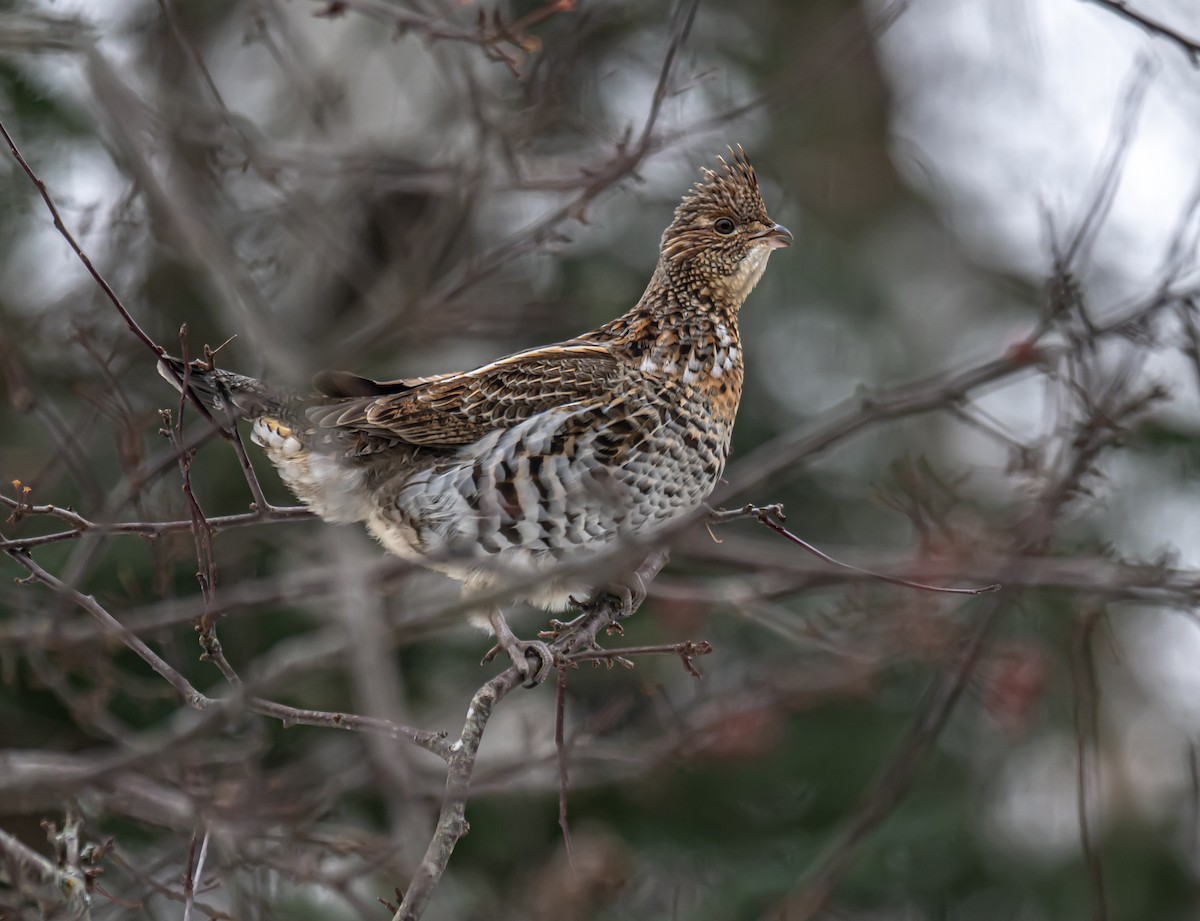 jeřábek kanadský - ML645726187