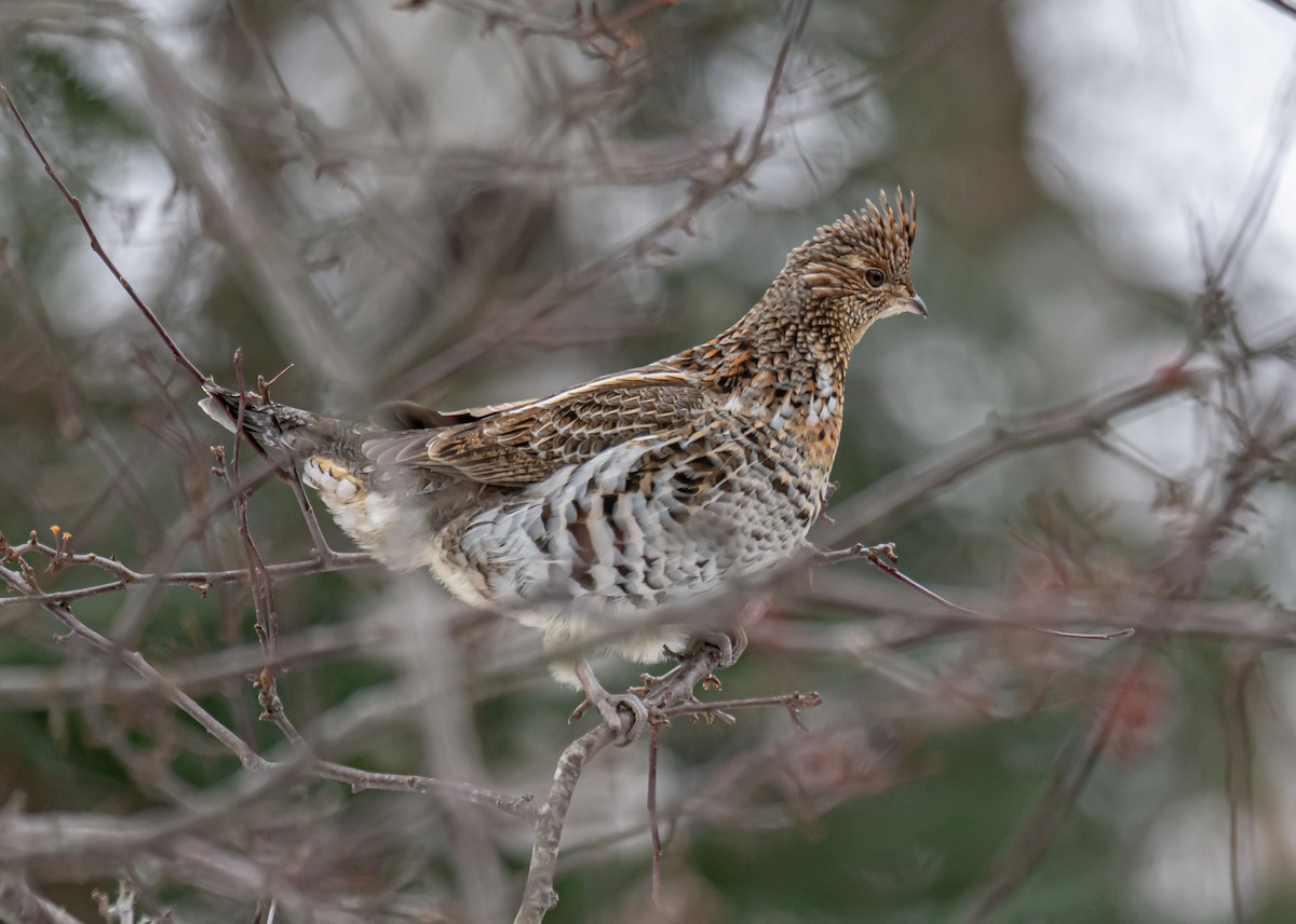 jeřábek kanadský - ML645726188