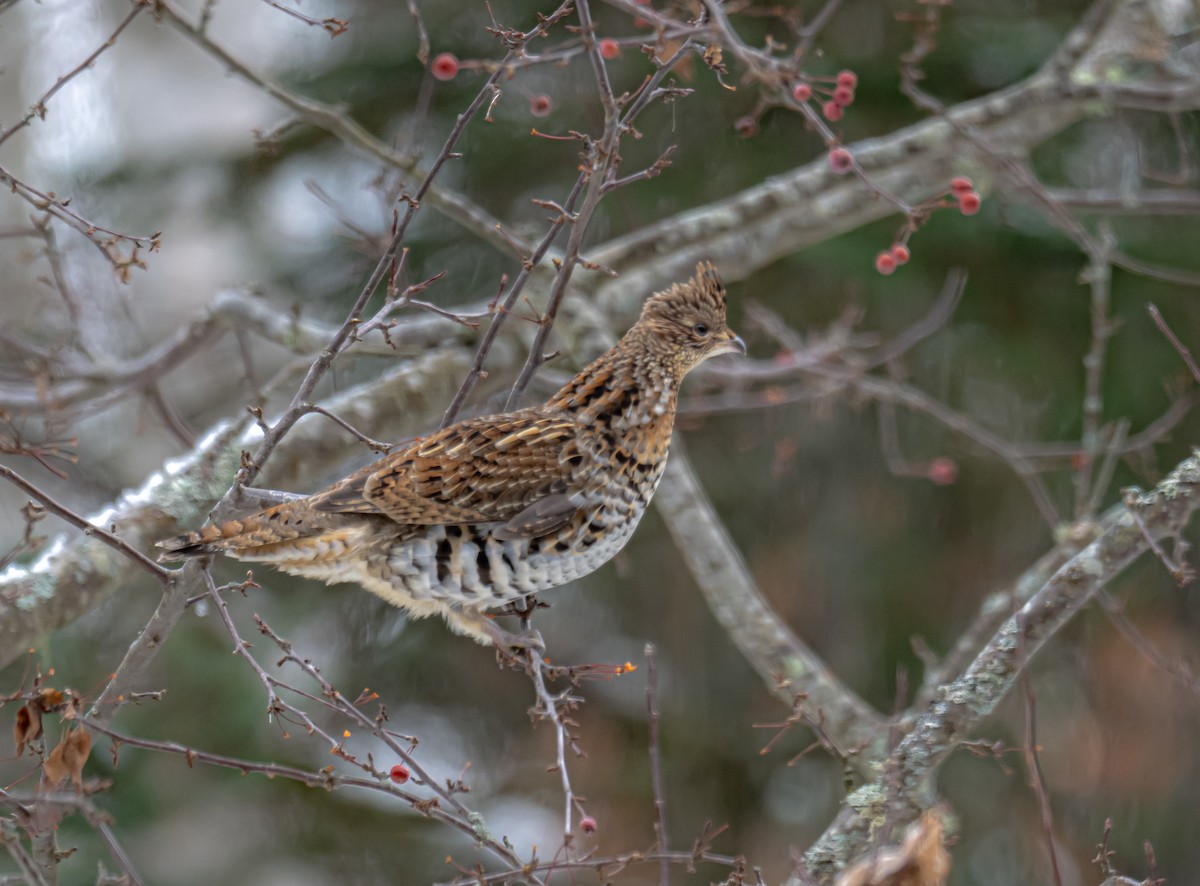 jeřábek kanadský - ML645726189