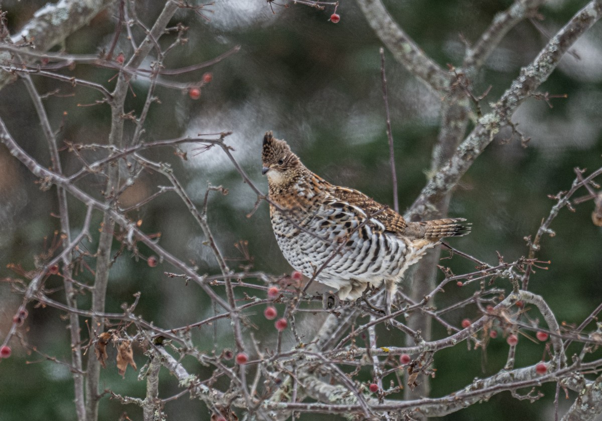 jeřábek kanadský - ML645726190