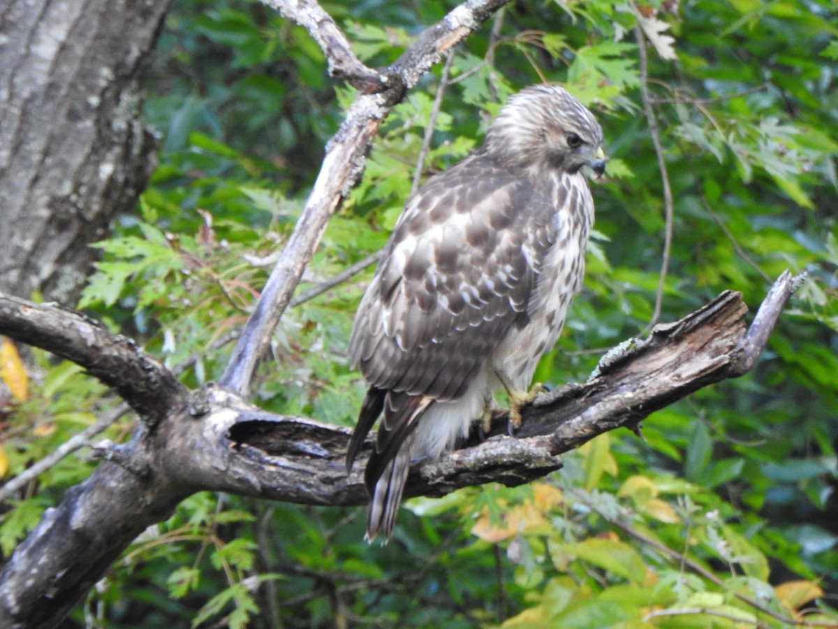 Busardo Pechirrojo - ML645726191